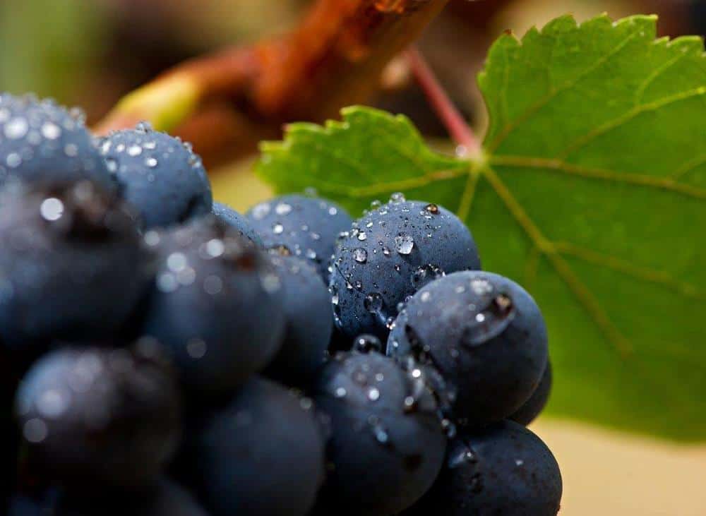 Types of Wine Grapes & Grape Varieties