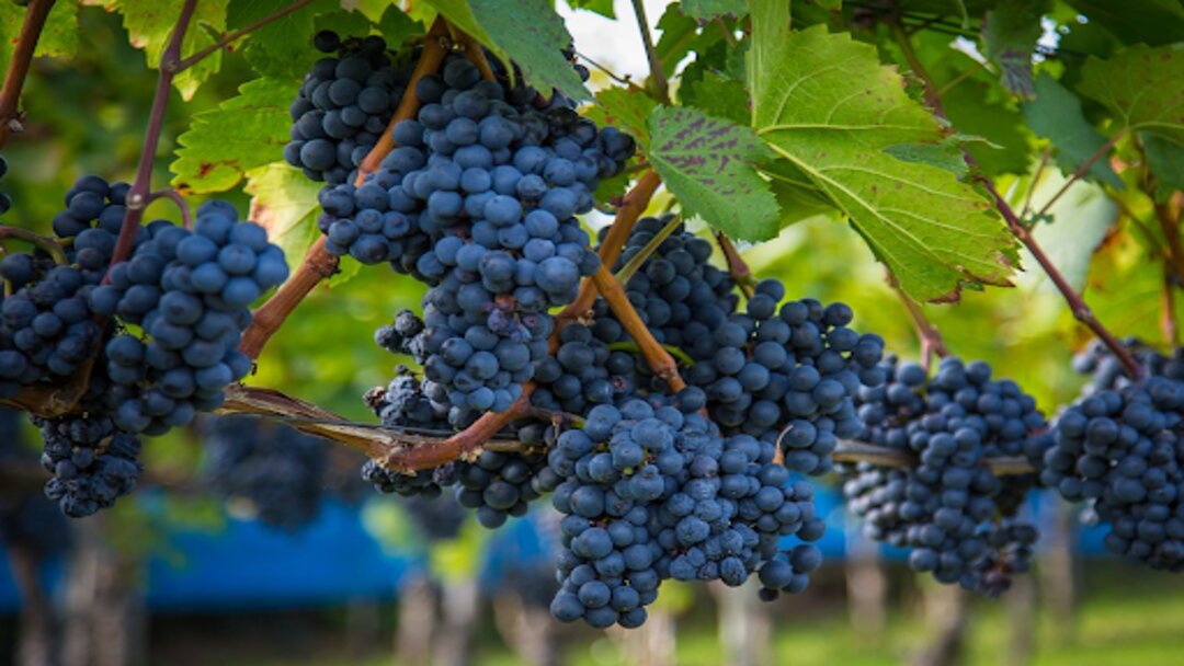 a row of deep blue wine grapes in a vineyard surrounded by green leaves