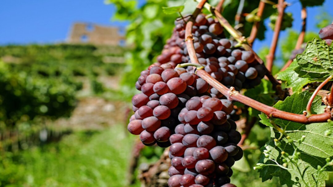 a set of deep red grapes against a green vine on a bright sunny day