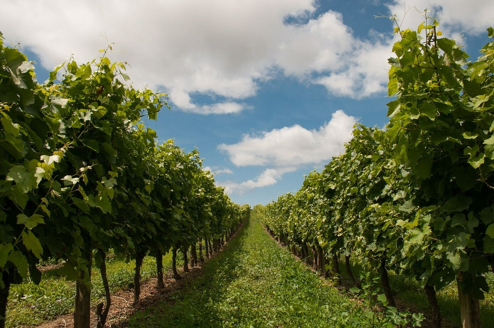 Best Long Island Wineries Worth Your Visit