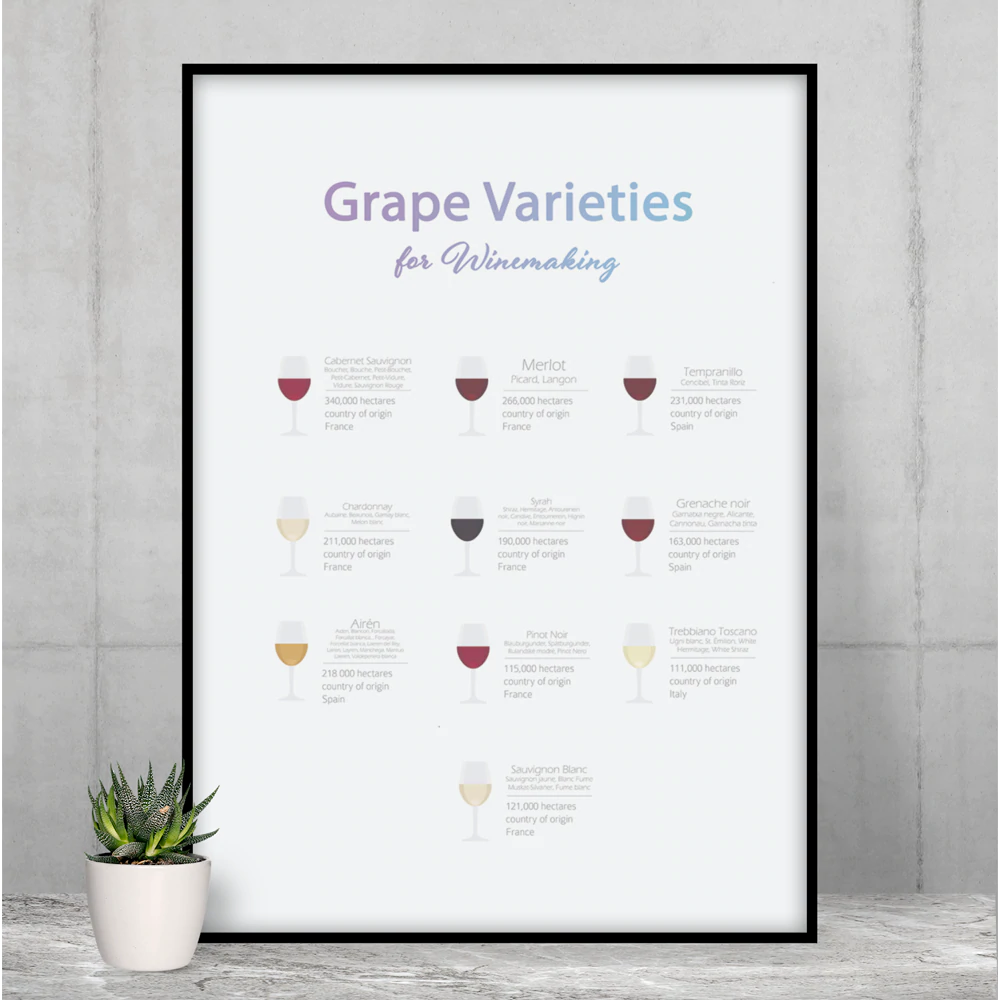 Grape Varieties for Winemaking Poster Room Decor